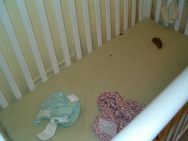 Callie cleared the crib then cleared her own diaper...